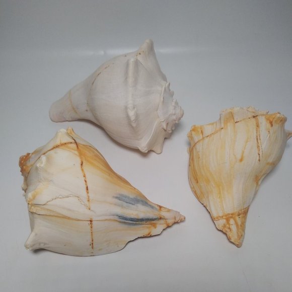 3 x Conch Seashells East Coast Beach Sea Shells Nautical Décor Lightning Whelk - Picture 2 of 9